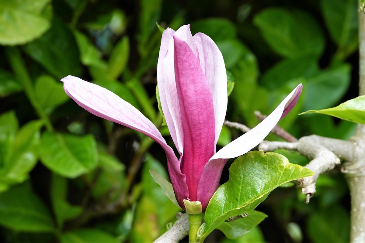 liliiflora Nigra